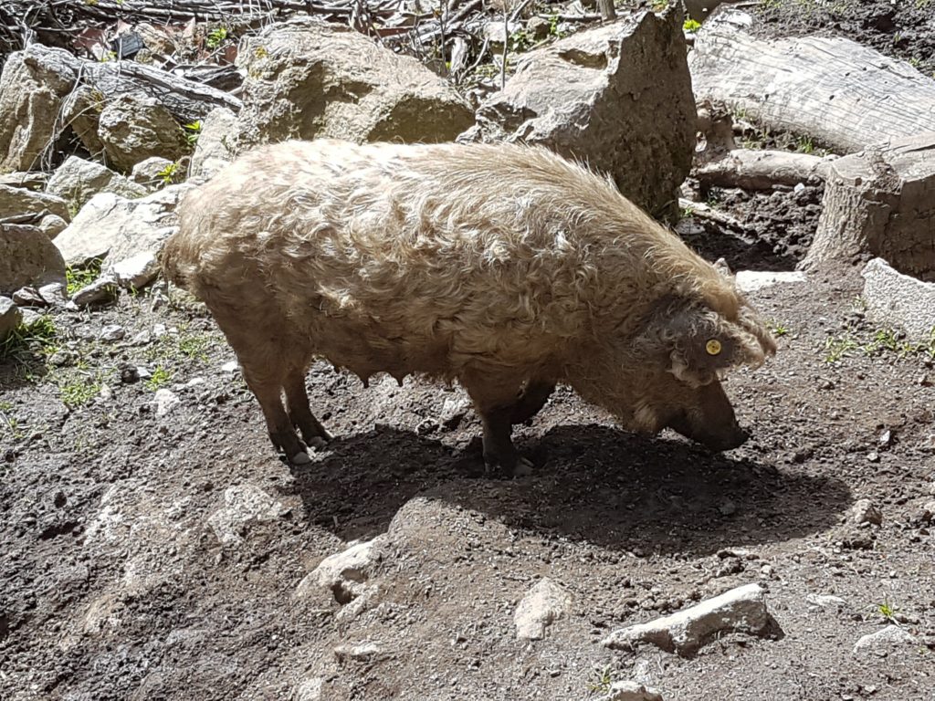 Le cochon lainé rencontré entre la Salvetat sur Agout et Castres.